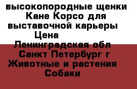 высокопородные щенки Кане Корсо для выставочной карьеры › Цена ­ 30 000 - Ленинградская обл., Санкт-Петербург г. Животные и растения » Собаки   